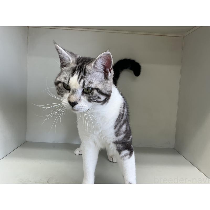 販売中の山形県のスコティッシュフォールド-118604の3枚目