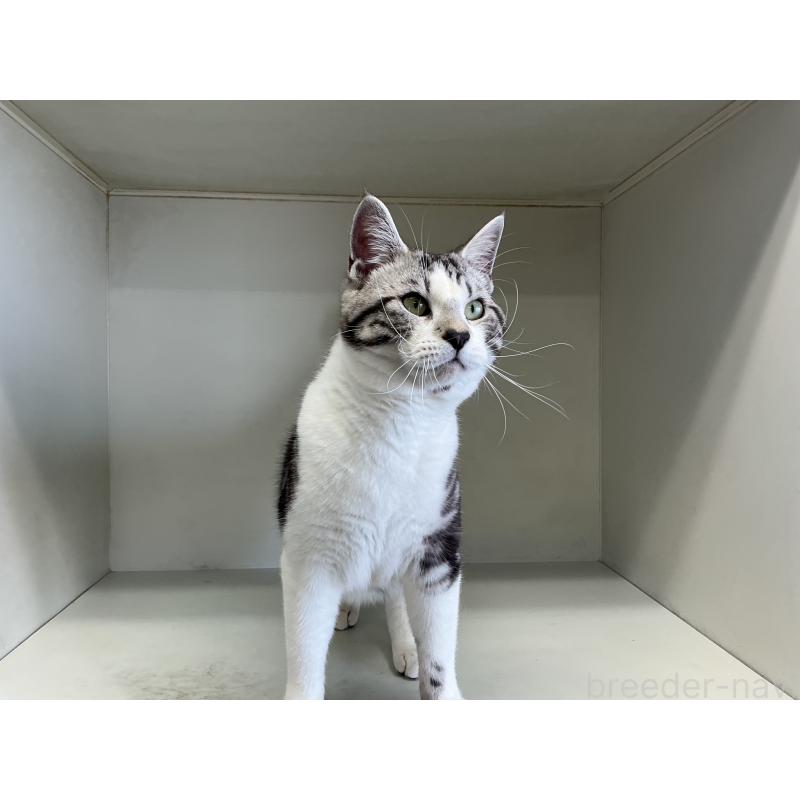 販売中の山形県のスコティッシュフォールド-118604の2枚目