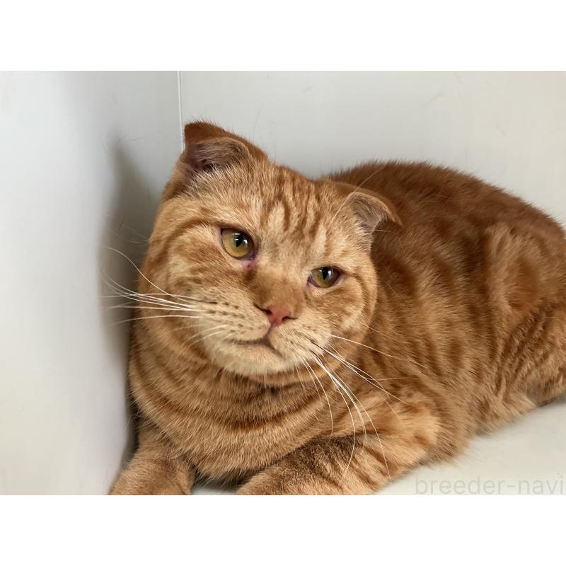 販売中の山形県のスコティッシュフォールド-126032の5枚目