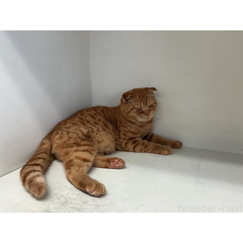 販売中の山形県のスコティッシュフォールド-126032の4枚目