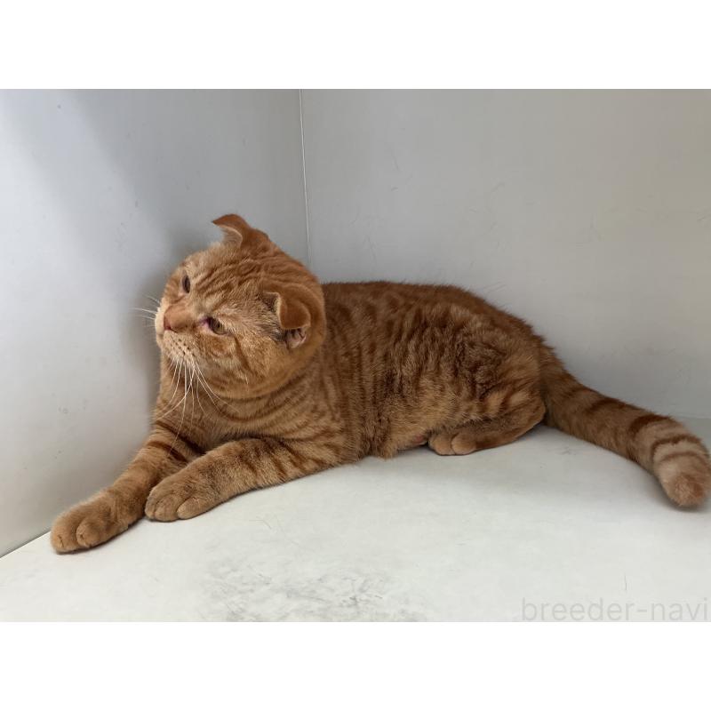 販売中の山形県のスコティッシュフォールド-126032の2枚目