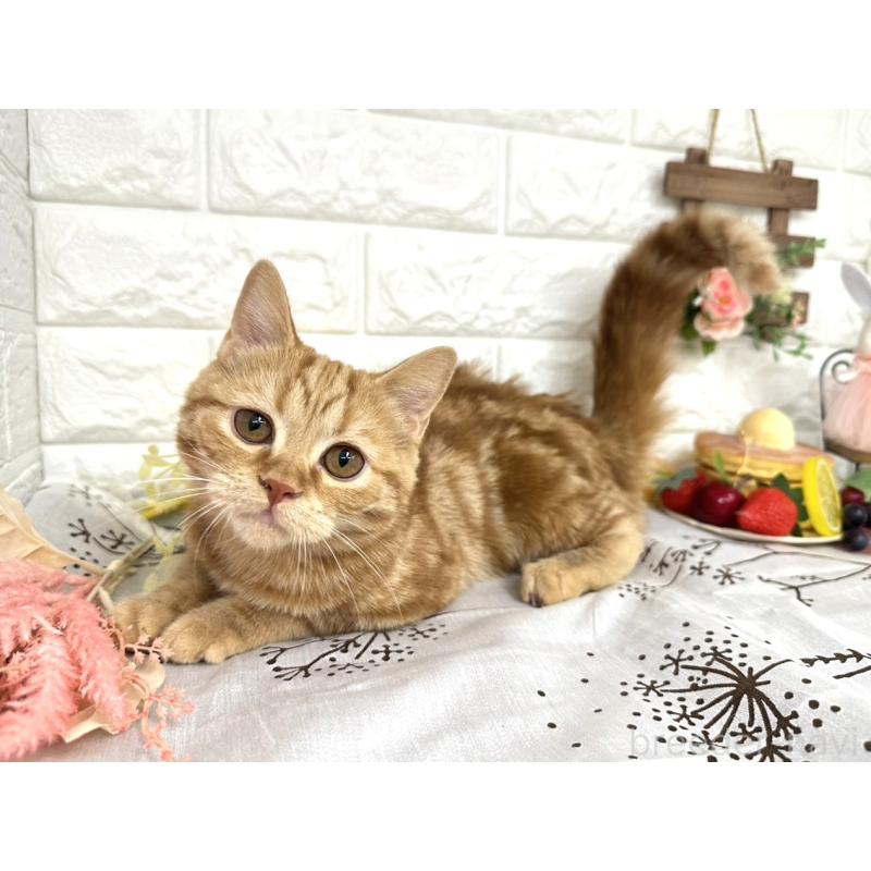 販売中の埼玉県のミヌエット-130357の5枚目