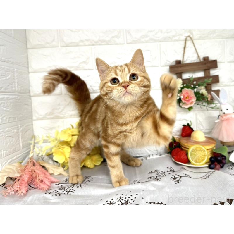 販売中の埼玉県のミヌエット-130357の4枚目