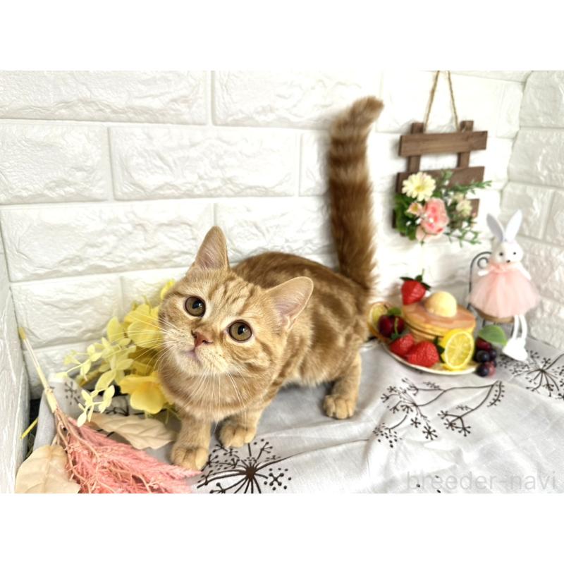 販売中の埼玉県のミヌエット-130357の3枚目