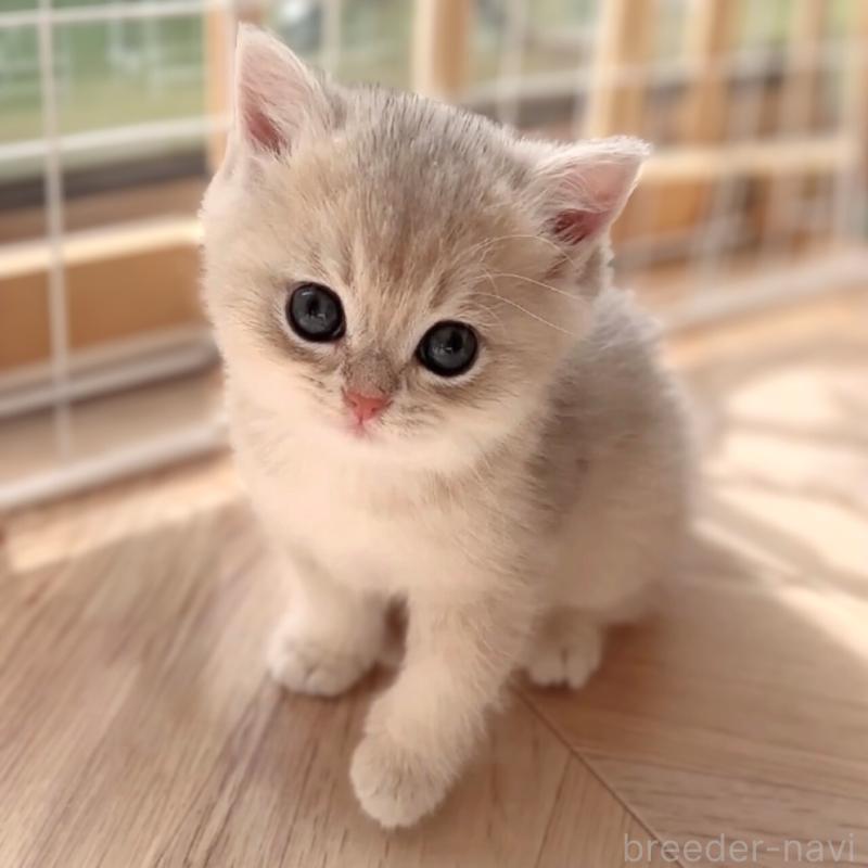 販売中の兵庫県のブリティッシュショートヘア-136011