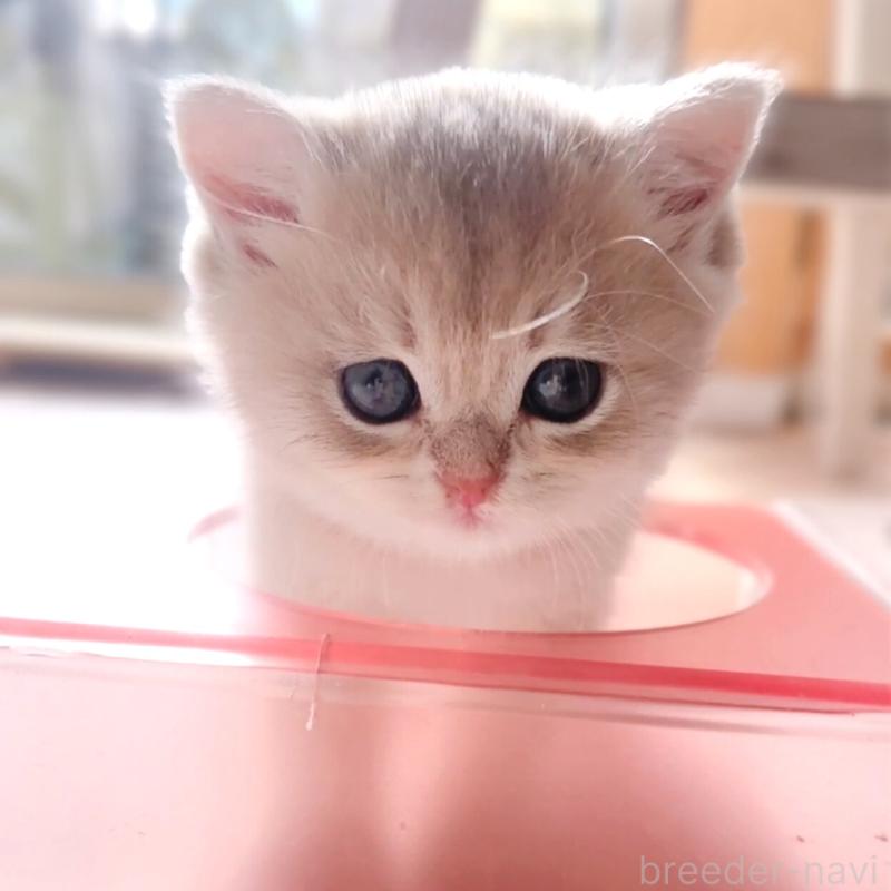 成約済の兵庫県のブリティッシュショートヘア-136011の2枚目