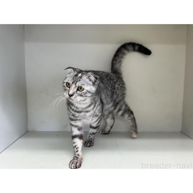 成約済の山形県のスコティッシュフォールド-124168の5枚目