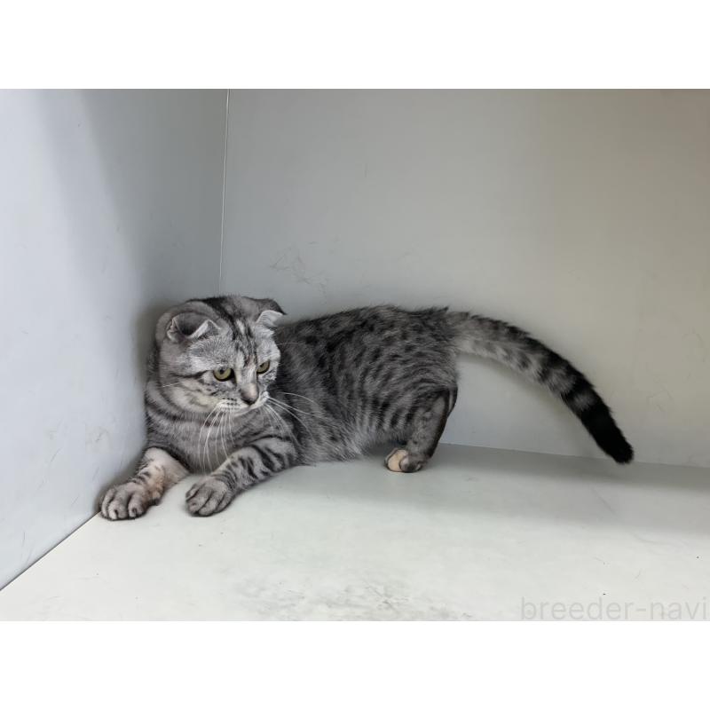 成約済の山形県のスコティッシュフォールド-124168の4枚目