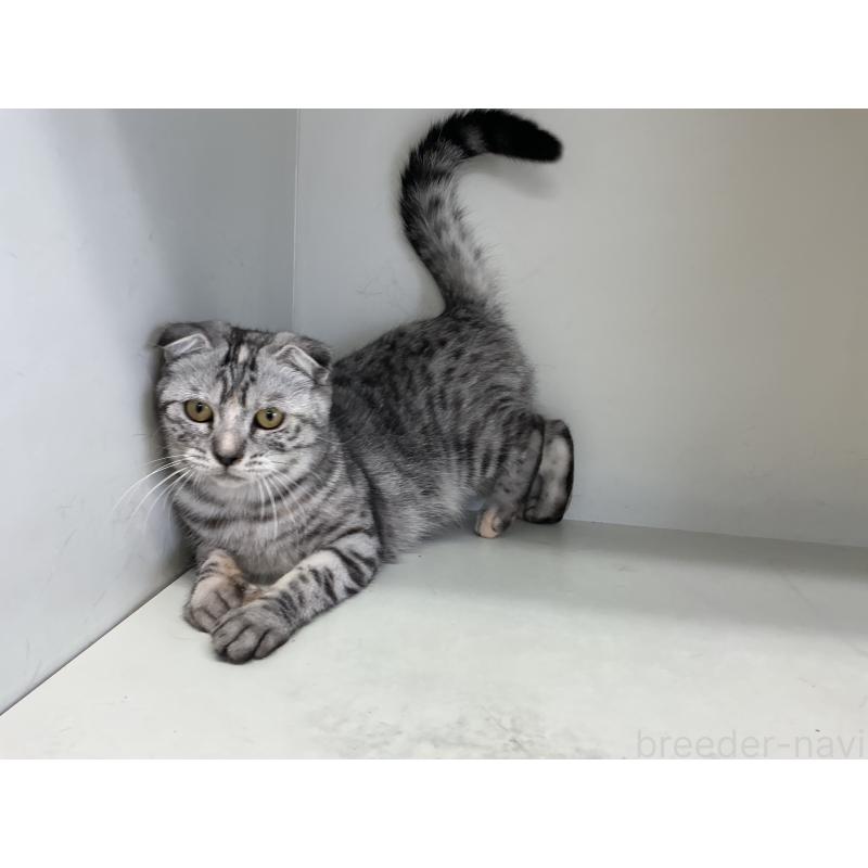 成約済の山形県のスコティッシュフォールド-124168の3枚目