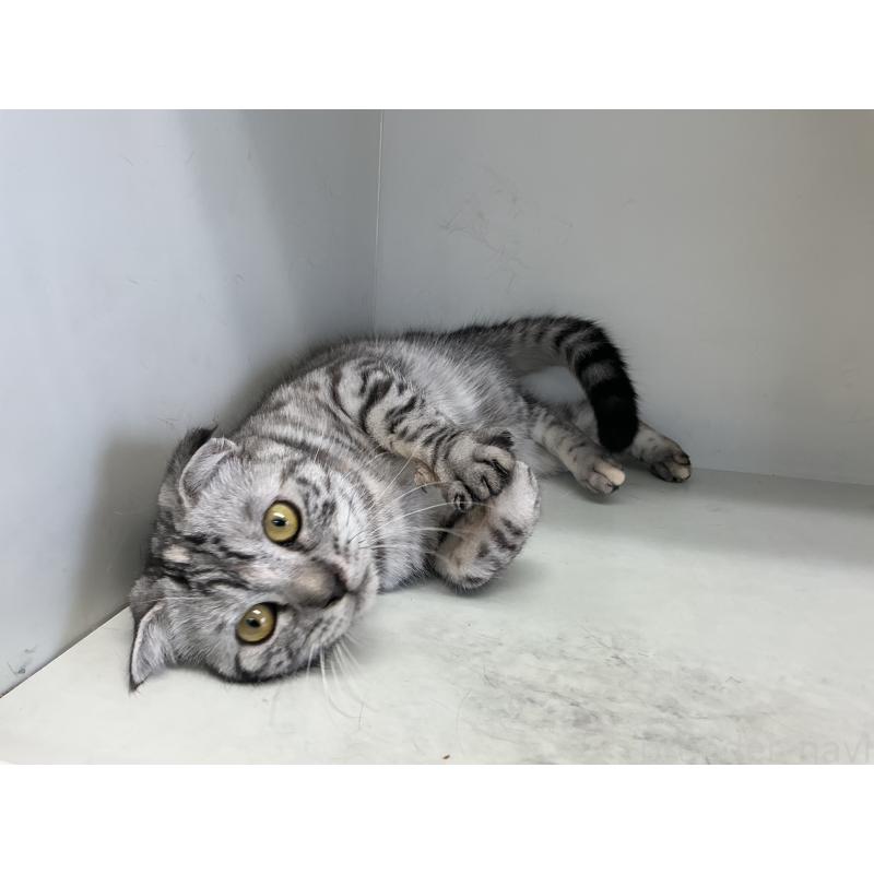 成約済の山形県のスコティッシュフォールド-124168の2枚目