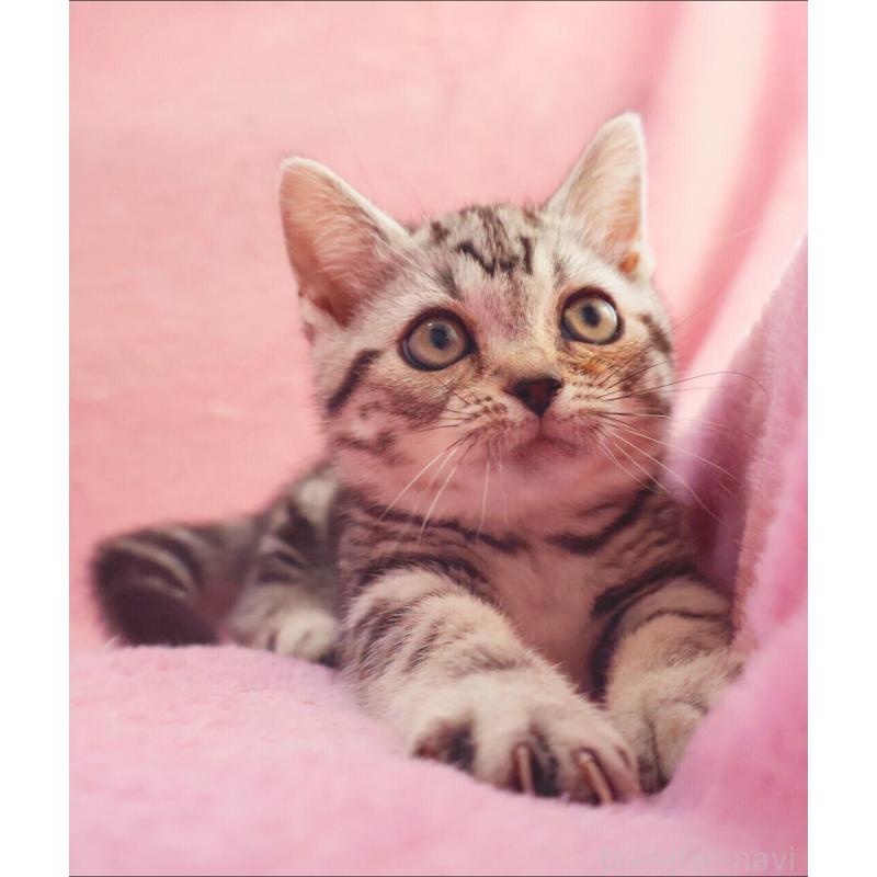 販売中の神奈川県のマンチカン(短足)-135314の9枚目