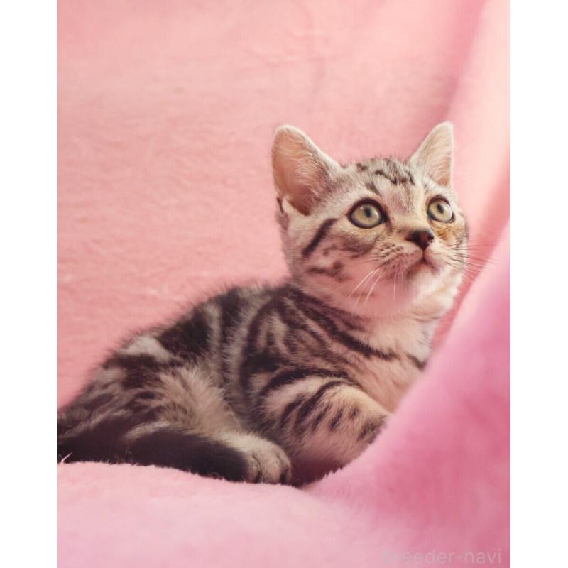 販売中の神奈川県のマンチカン(短足)-135314の10枚目