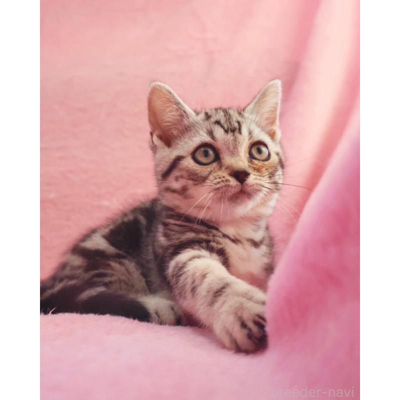 販売中の神奈川県のマンチカン(短足)-135314の8枚目