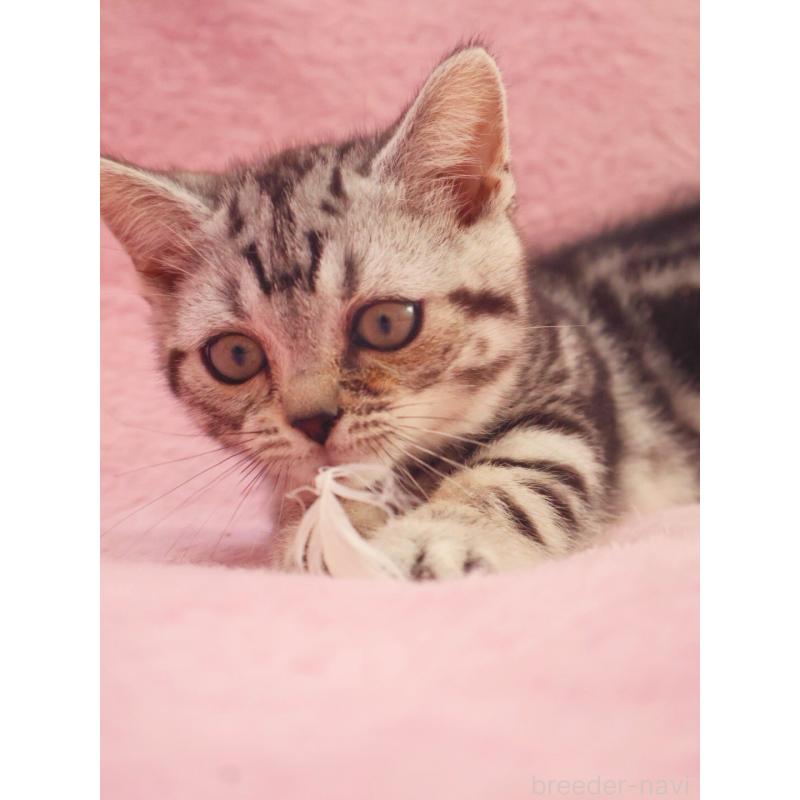 販売中の神奈川県のマンチカン(短足)-135314の6枚目