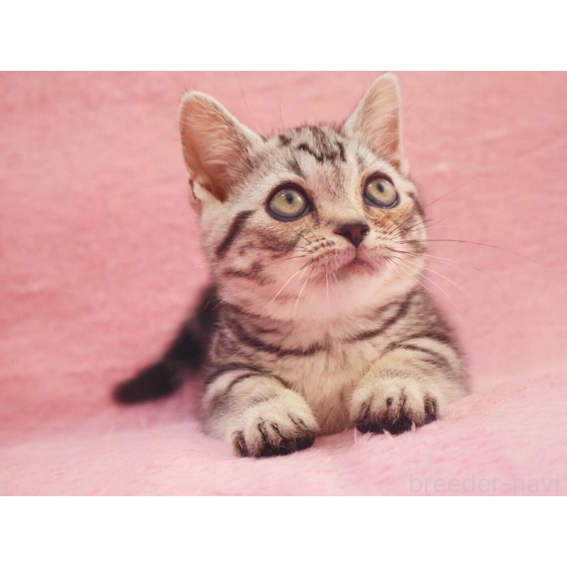 販売中の神奈川県のマンチカン(短足)-135314の4枚目