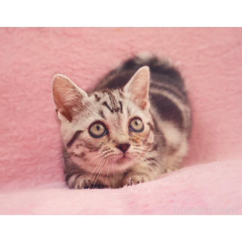 販売中の神奈川県のマンチカン(短足)-135314の3枚目