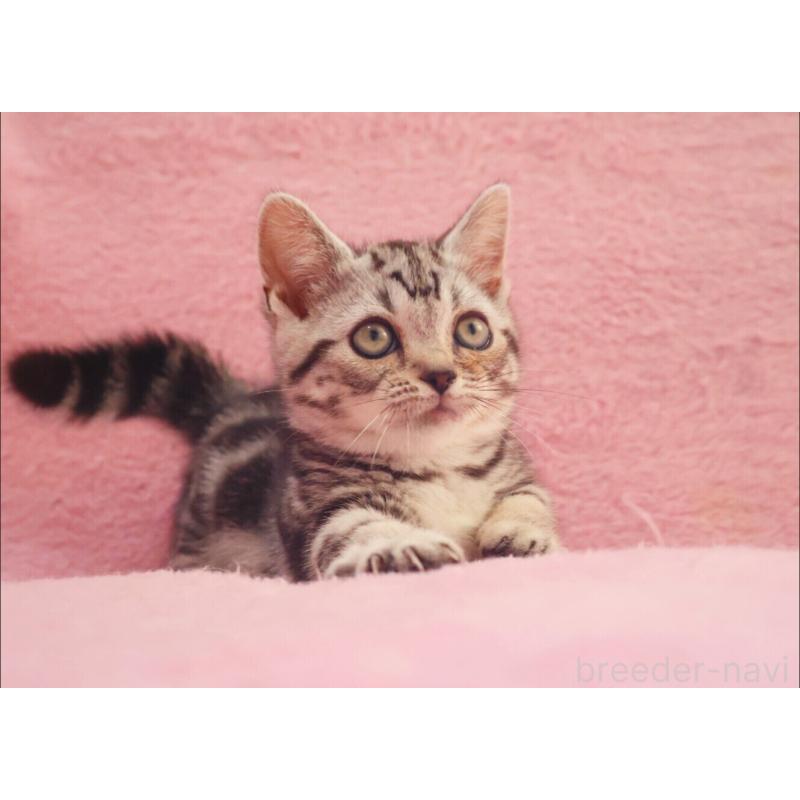 販売中の神奈川県のマンチカン(短足)-135314の2枚目