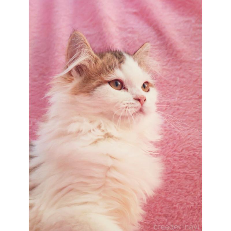 成約済の神奈川県のサイベリアン-133431の8枚目