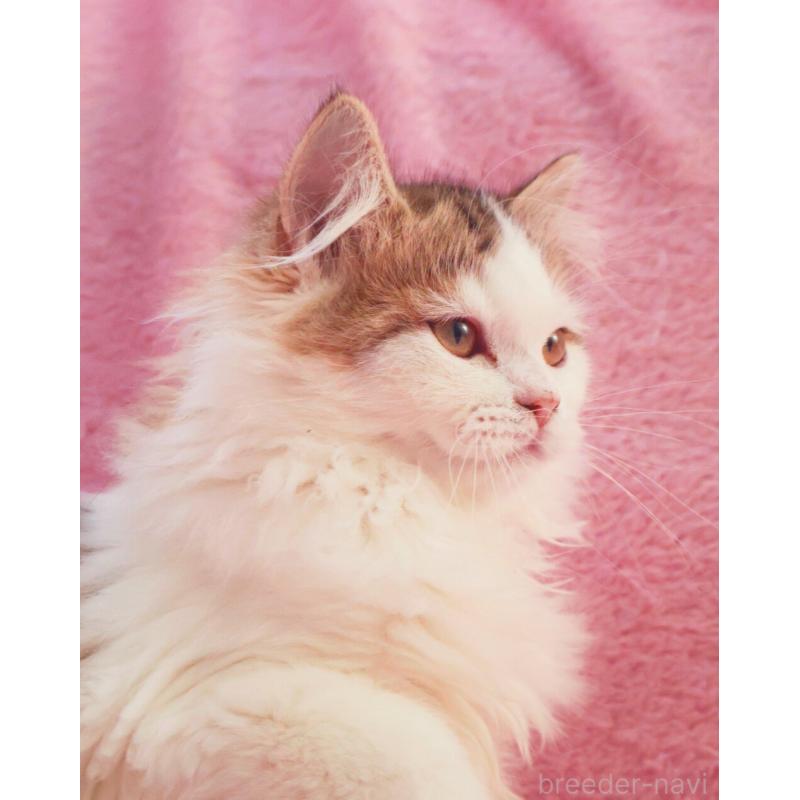 成約済の神奈川県のサイベリアン-133431の6枚目