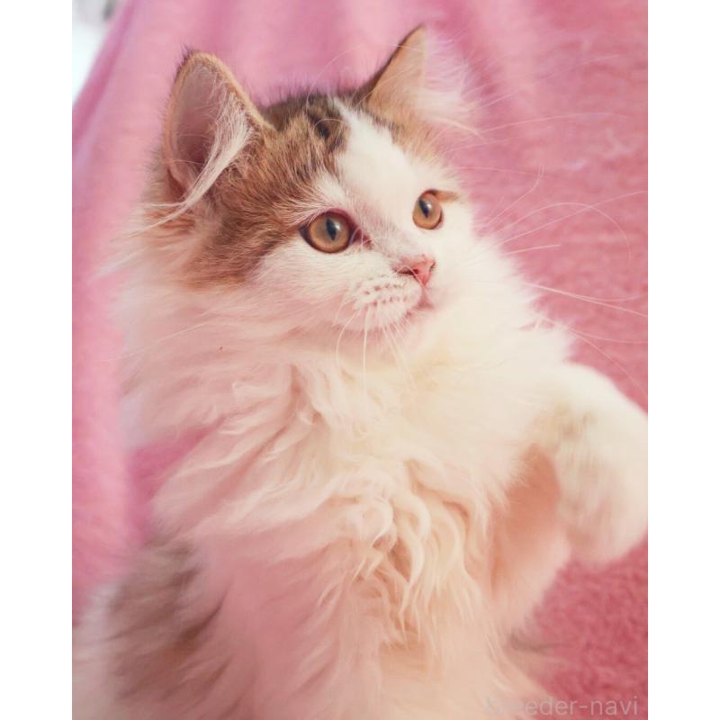 成約済の神奈川県のサイベリアン-133431の5枚目