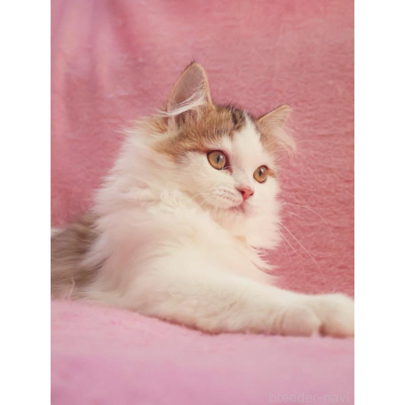 成約済の神奈川県のサイベリアン-133431の4枚目