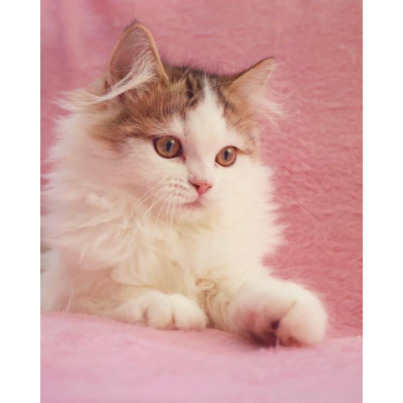 成約済の神奈川県のサイベリアン-133431の3枚目