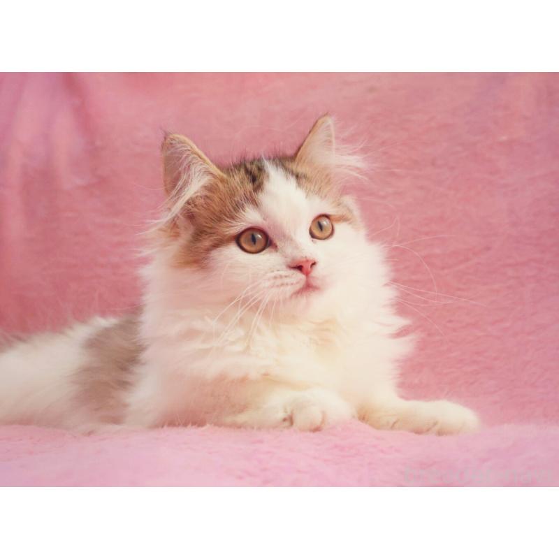 成約済の神奈川県のサイベリアン-133431の2枚目