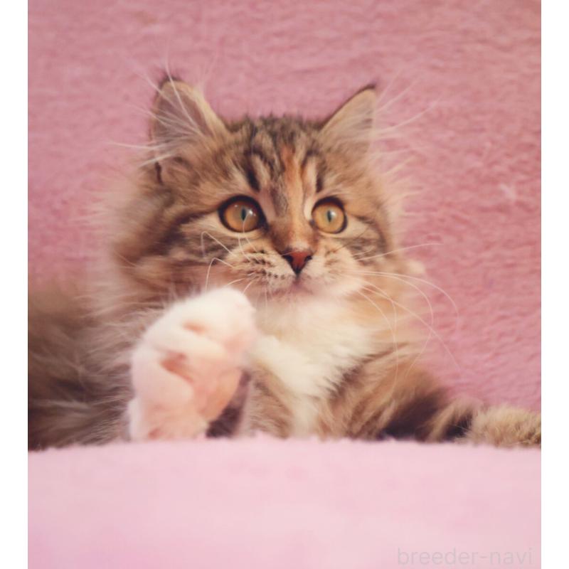 成約済の神奈川県のサイベリアン-133439の11枚目