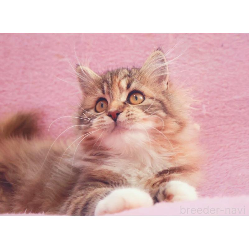 成約済の神奈川県のサイベリアン-133439の10枚目