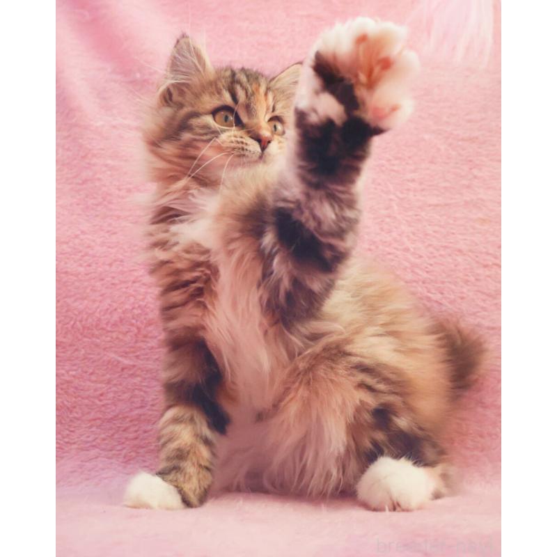 成約済の神奈川県のサイベリアン-133439の9枚目