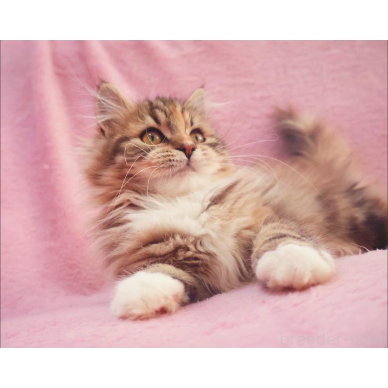 成約済の神奈川県のサイベリアン-133439の8枚目