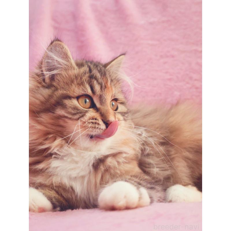 成約済の神奈川県のサイベリアン-133439の7枚目