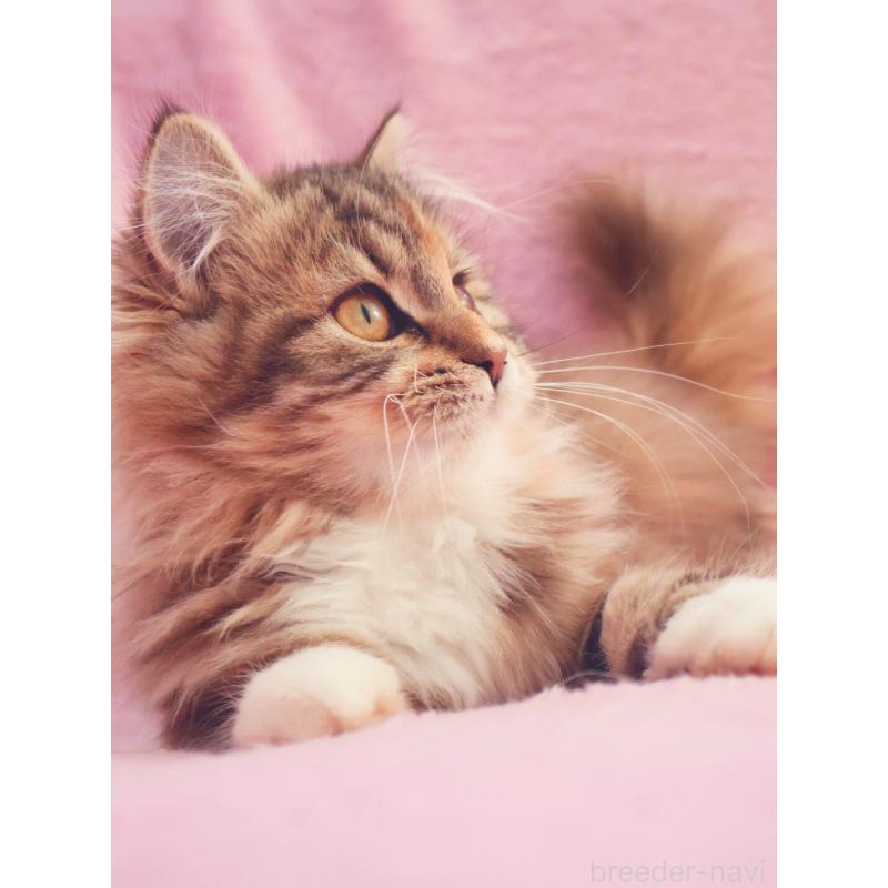 成約済の神奈川県のサイベリアン-133439の6枚目