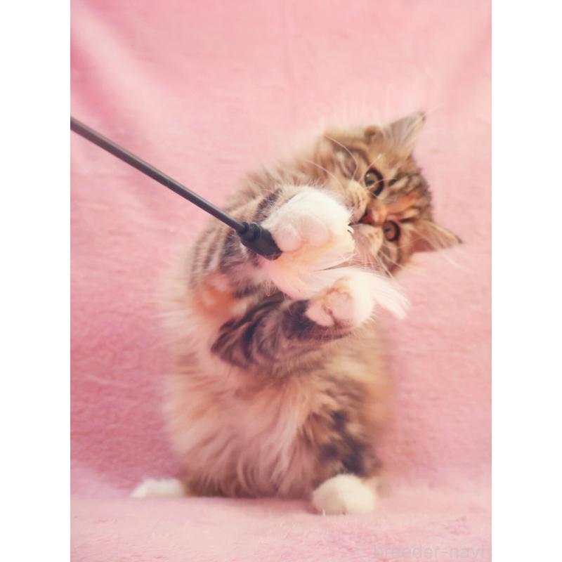 成約済の神奈川県のサイベリアン-133439の5枚目