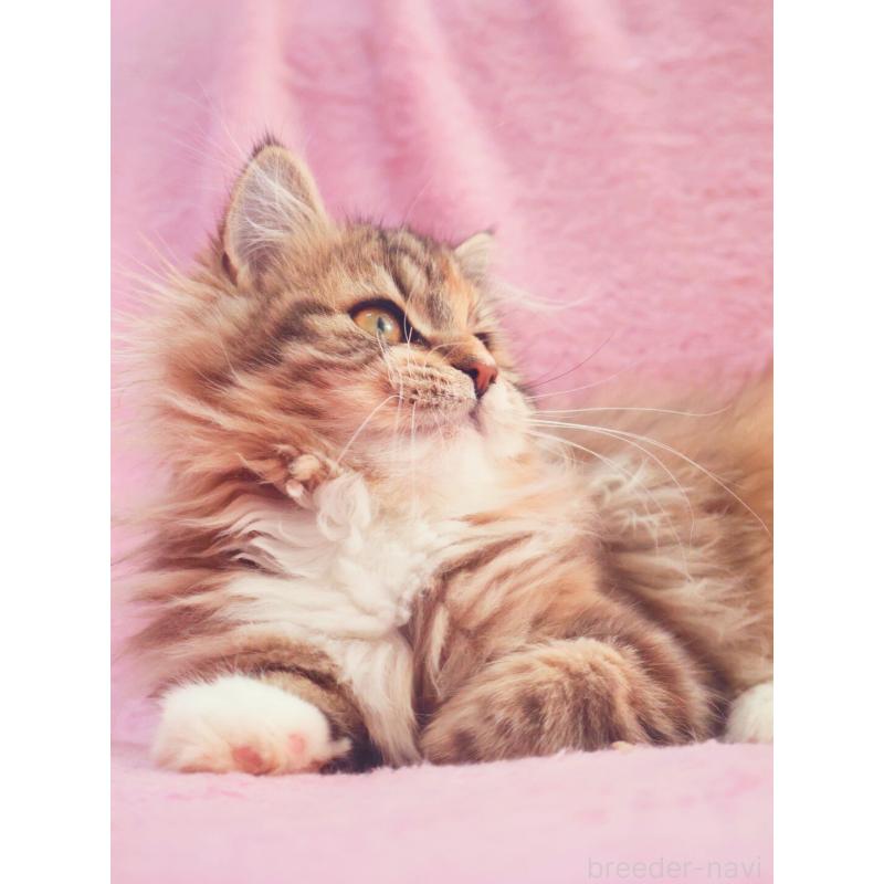 成約済の神奈川県のサイベリアン-133439の4枚目