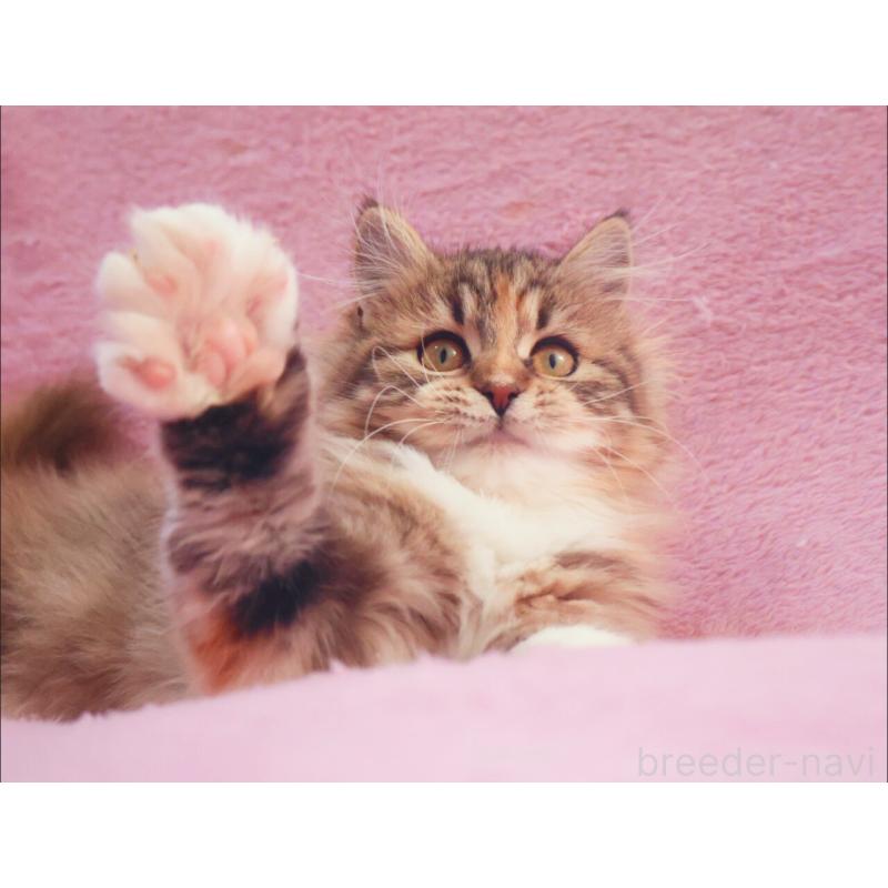 成約済の神奈川県のサイベリアン-133439の3枚目