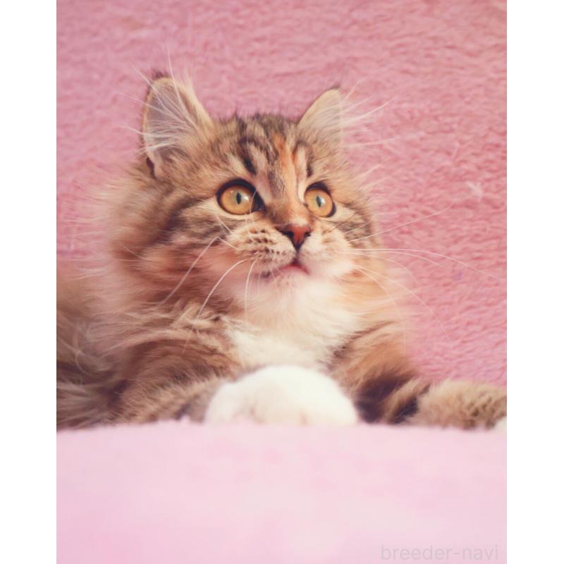 成約済の神奈川県のサイベリアン-133439の2枚目