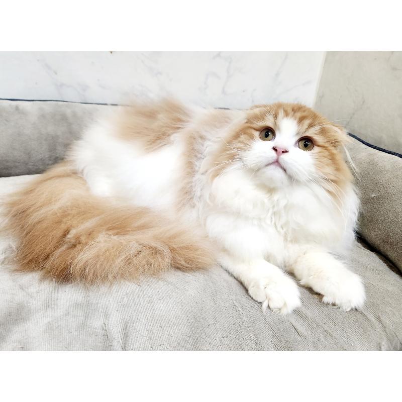 販売中の北海道のスコティッシュフォールド-128405の2枚目