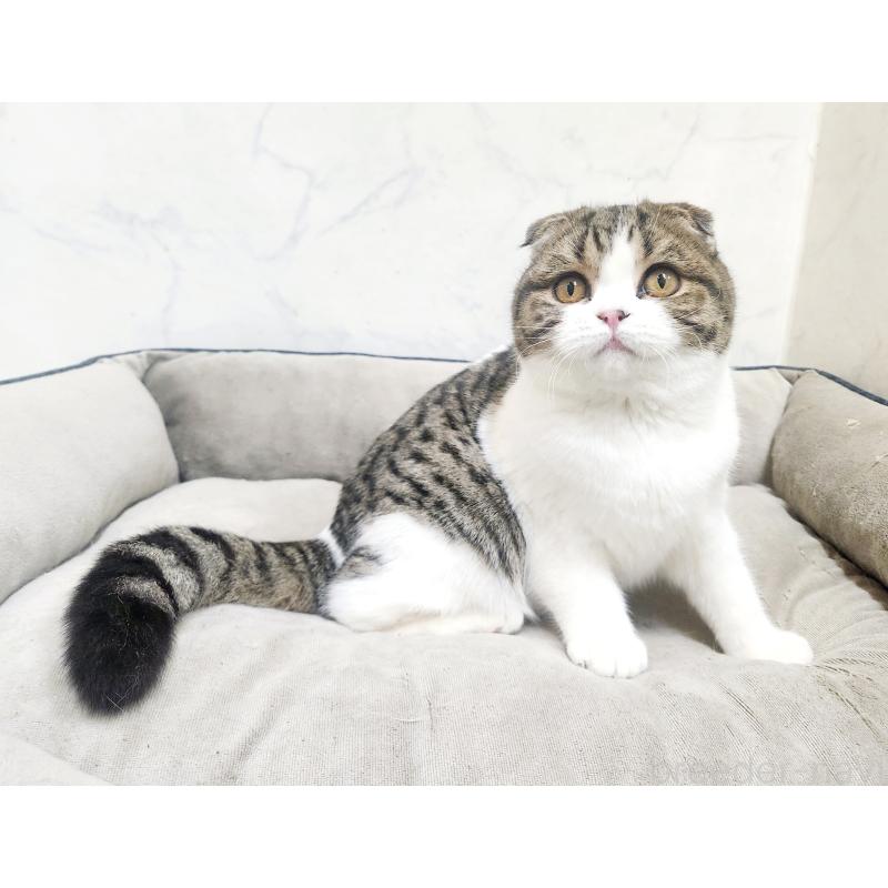 販売中の北海道のスコティッシュフォールド-126923の2枚目