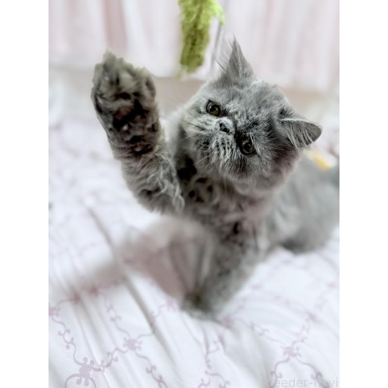 成約済の京都府のエキゾチックロングヘア-130627の2枚目