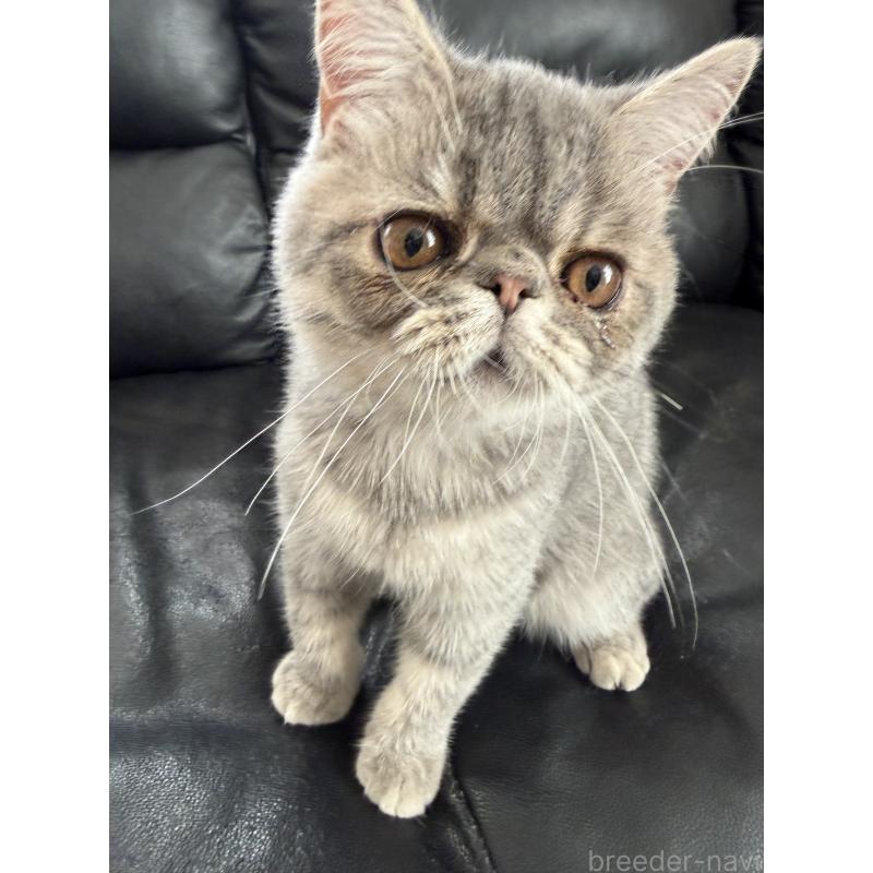 販売中の京都府のエキゾチックショートヘア-133422の2枚目