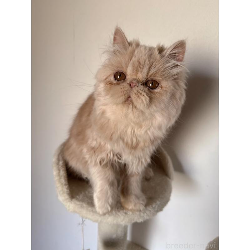 販売中の京都府のエキゾチックロングヘア-136568の4枚目