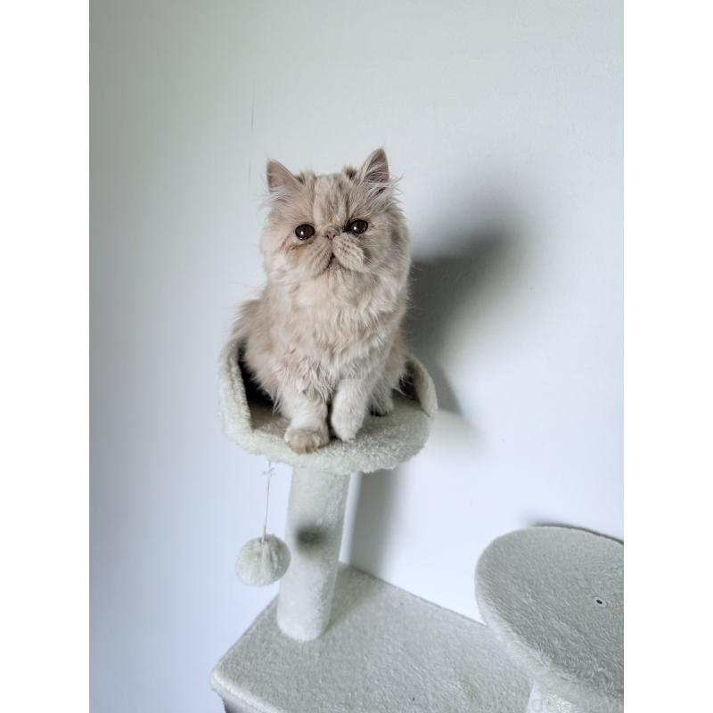 販売中の京都府のエキゾチックロングヘア-136568の3枚目