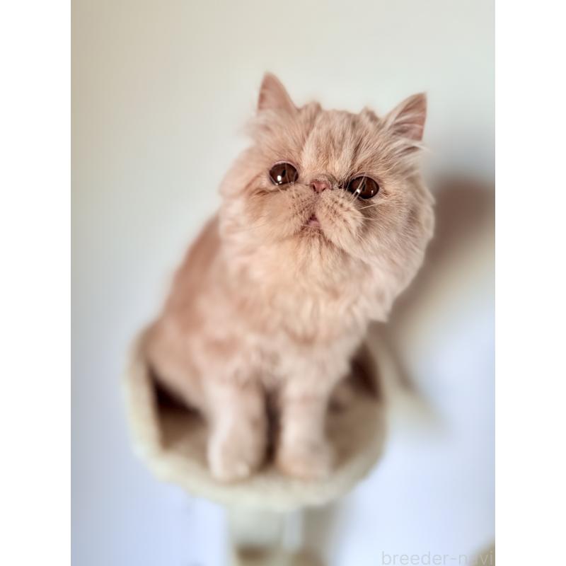 販売中の京都府のエキゾチックロングヘア-136568の2枚目