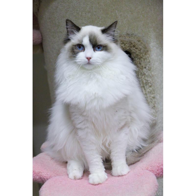 販売中の大阪府のラグドール-127074の2枚目