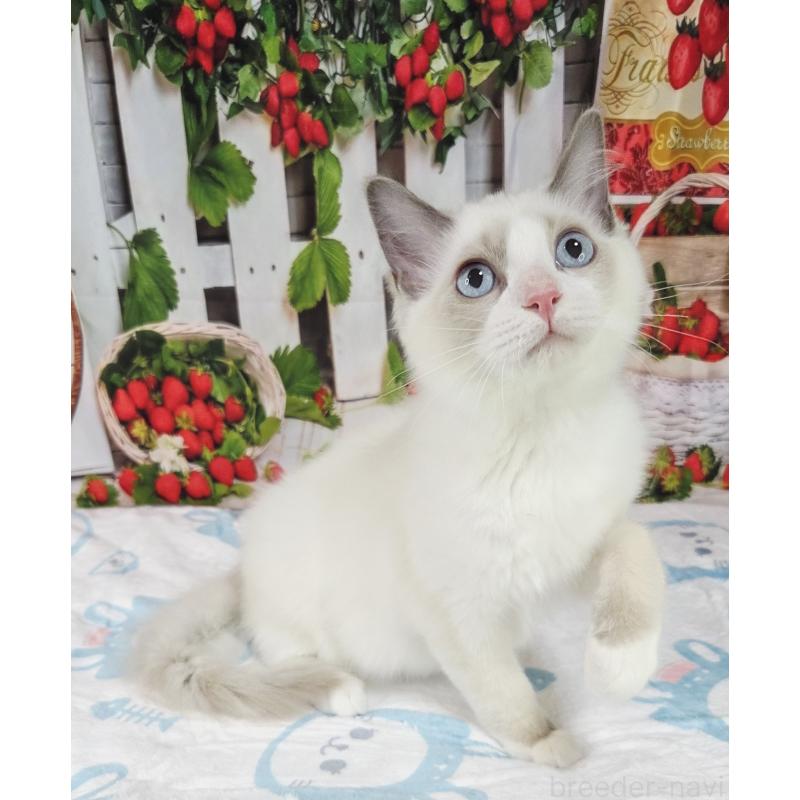 販売中の奈良県のラグドール-136540