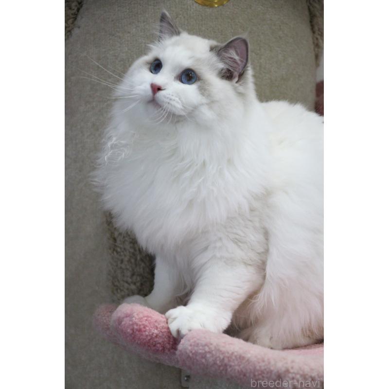 販売中の大阪府のラグドール-127080の2枚目