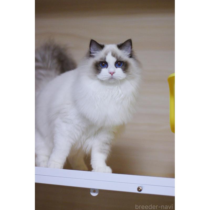 販売中の大阪府のラグドール-127072の3枚目