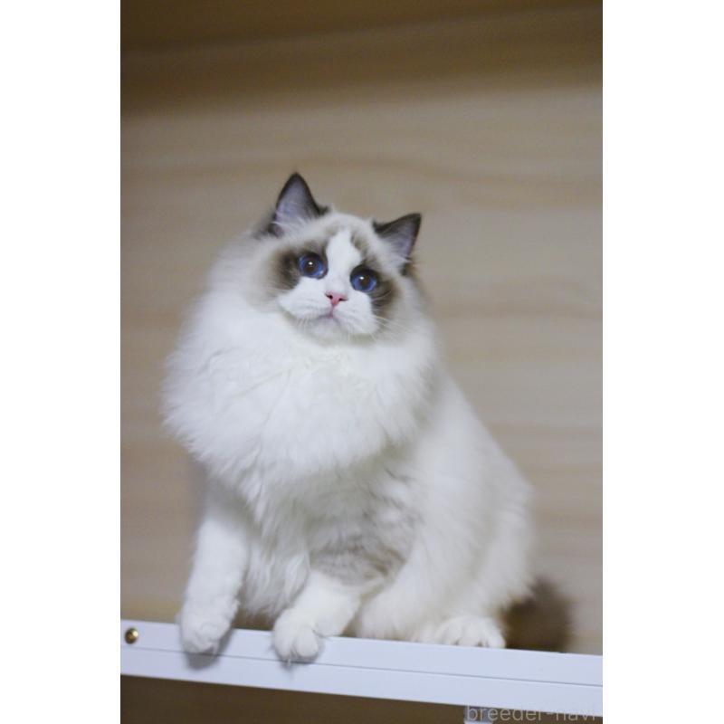 販売中の大阪府のラグドール-127072の2枚目