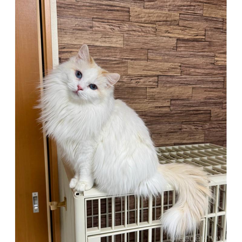 カッサンドラちゃん1枚目